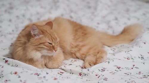Ginger Cat Sleeping Peacefully on a Floral Bed