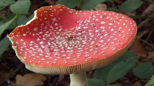 Amanita muscaria close up, full-grown fly agaric with bite marks