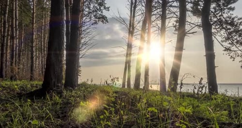 Wild Forest Lake Timelapse at the Summer Time
