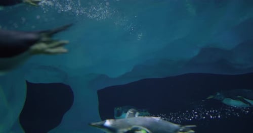 Gentoo Penguins Gracefully Swim Underwater