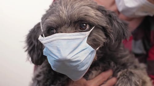 Dog in Face Mask. Coronavirus Concept