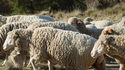 Farm Sheep Pass mit der Kamera