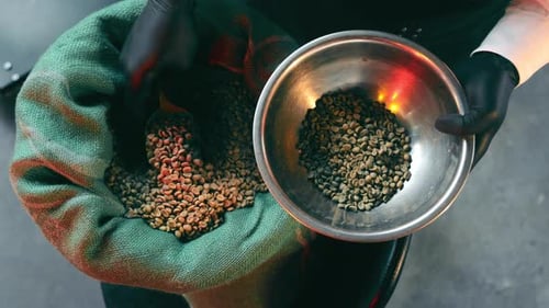 Scooping Unroasted Coffee Beans Into Silver Bowl