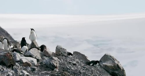Penguins on Rocky Terrain in Natural Habitat