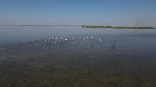 Flamingos Fly