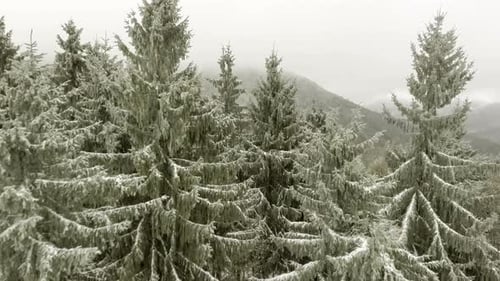 Winter Forest Through Clouds