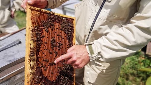 Close up of beekeeper hand and beehive frame