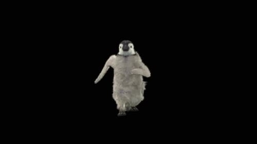 Penguin Dancing HD