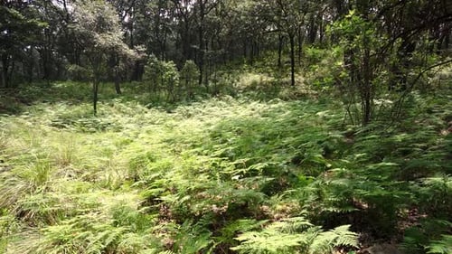 Green fern growing in dense woods