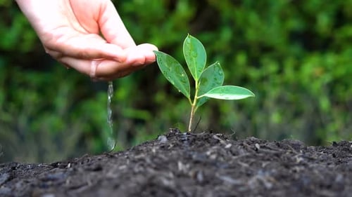 Foto em câmera lenta - mão dando água para a planta