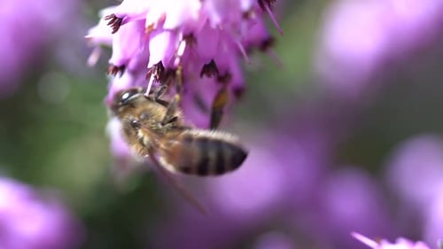 Bee Pollinating a Purple Flower in Close-Up Shot