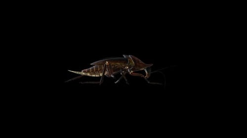 Roach Walk