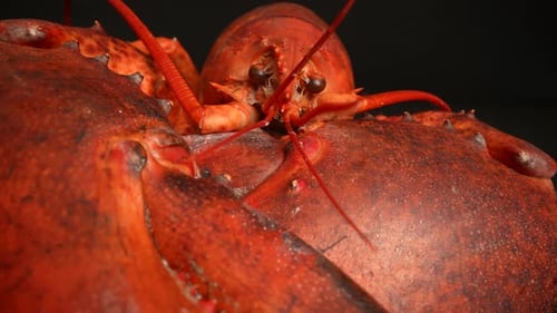 Close-up of a Cooked Lobster on Dark Background