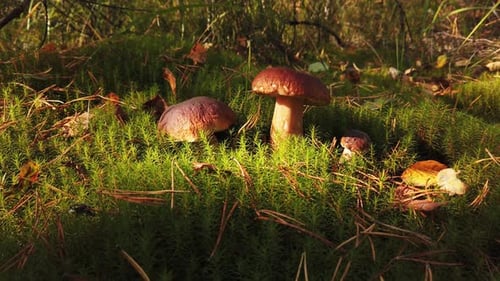 Forest Mushrooms Growing on Mossy Ground