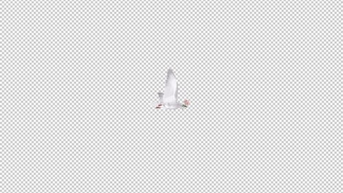 White Dove with Pink Rose - Flying Round - 4K Transparent Loop