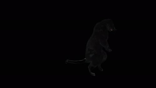 Dynamic Black Panther 3D Animation with Aggressive Movements