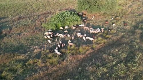 Sheep Grazing Peacefully in a Rural Green Pasture