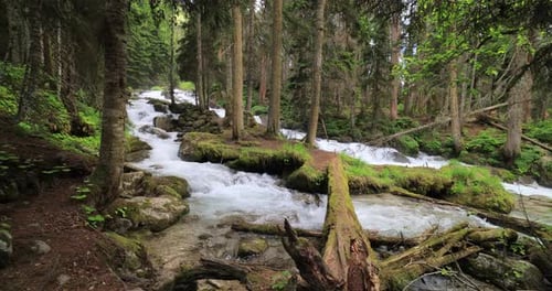 Rio de montanha na floresta