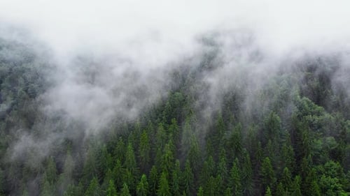 Flying Through the Clouds Above Mountain Pine Forest Magical Summer Forest at Rainy Weather Aerial