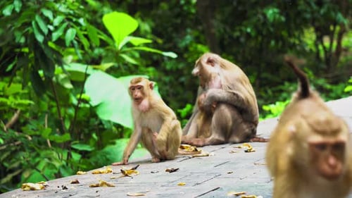 Eine Affenfamilie lebt in einem Nationalpark. Tropischer Wald, Bananen und Nüsse essen