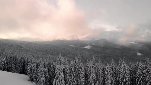 Aerial Winter Pine Forest and Cabin Hut at Sunrise