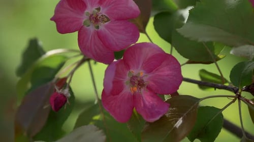 Blooming Pink Apple Trees in the Spring Garden