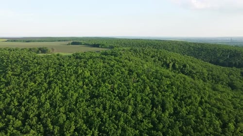 A Wild Green Forest Spread Out on a Large Hill, Aerial View