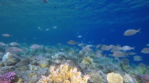 Reef Coral Scene