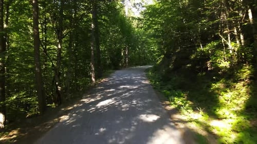 Epic Forest Road