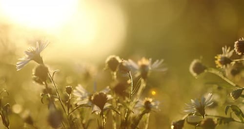 Close Up Grass And White Flowers At Late Summer