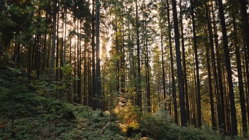 The Sun Shines Through the Trees in the Forest