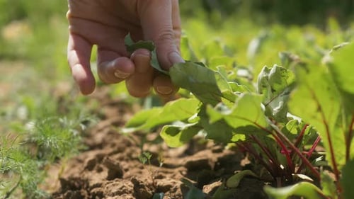 Nahaufnahme einer Bäuerin, die das Blatt der Sojabohnenpflanze im kultivierten landwirtschaftlichen