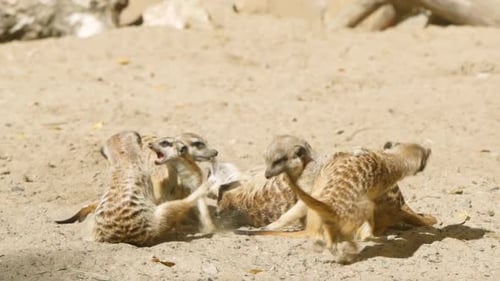 Meerkat Flock spielt auf einem Sand