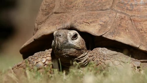 Leopard Tortoise Peeking from Its Shell