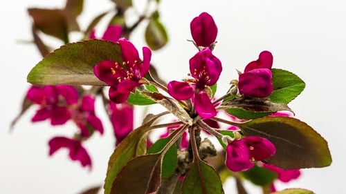 Apple Flower Blossoming 1