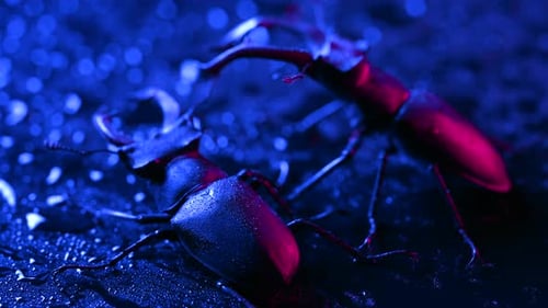 Beaux insectes inscrits sur la liste rouge Les plus grands cerfs mâles rares d'Europe Lucanus cervus