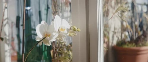 Elegant White Orchid Blooming Gracefully by Window