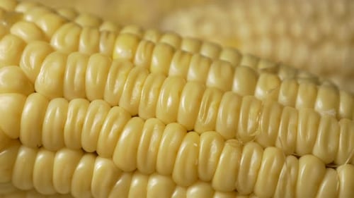 Corn fresh cooked vegetables 4K UHD footage panning - Fresh cooked corn pan UHD 3840X2160 video