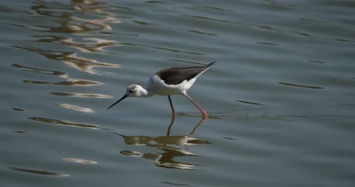 Stelzenläufer mit schwarzen Flügeln, (Himantopus himantopus), Camargue, Frankreich