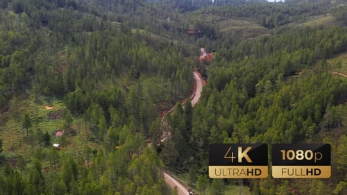 AH - Road in The Pine Forest 07