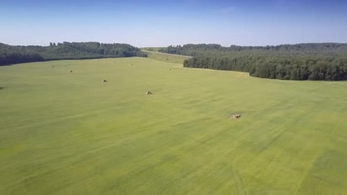 Aerial Endless Landscape Field with Haystacks Among Forests