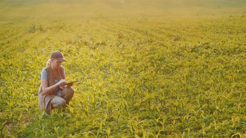 Farmer Works in Spring Field Uses Tablet