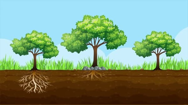 Royalty-Free Tree Motion Graphics - Envato