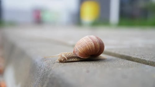 Burgundi Snail Gliding on the Asphalt