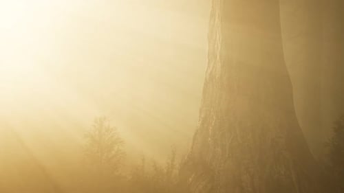 Autumn Forest and Trees in Morning Fog