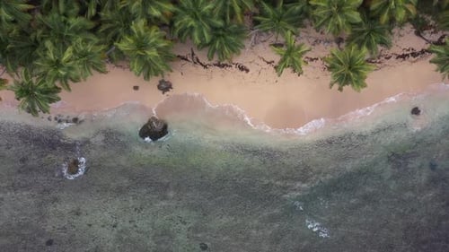 4k 30fps A Cenital Drone Going Up Shoot Of The One Virgine Beach With Palmstree With Waves