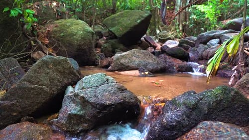 Mountain Stream in The Forest. Clean Spring, Water