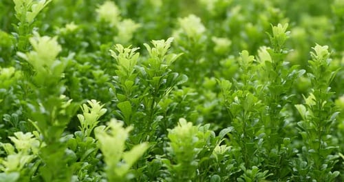 Plante verte avec brise