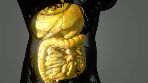 Detailed Human Digestive System Anatomy