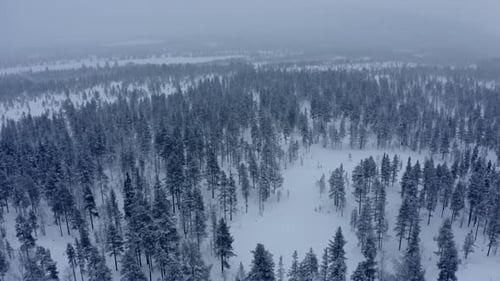 Aerial Drone View in Mountain Forest. Winter Landscape. Fly Over Frozen Snowy Fir and Pine Trees